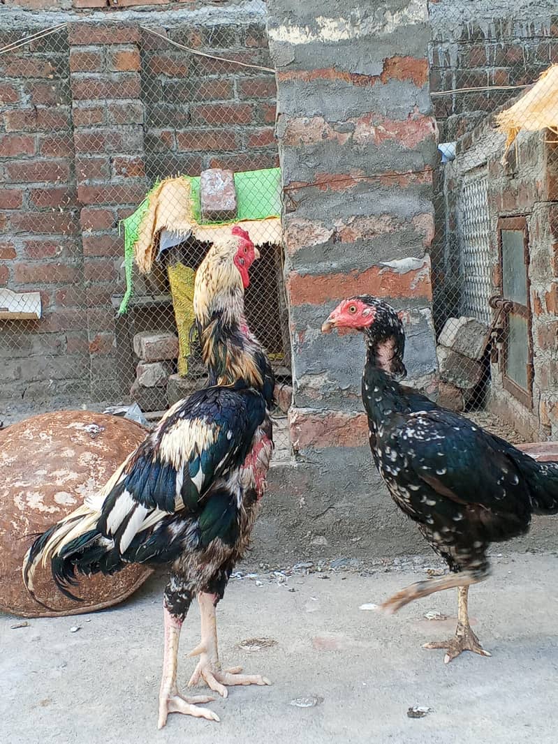 Aseel murga Java colour For breeding 8
