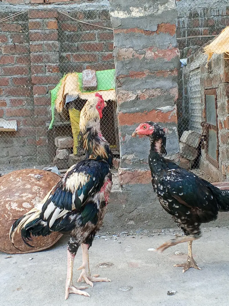 Aseel murga Java colour For breeding — photo 9