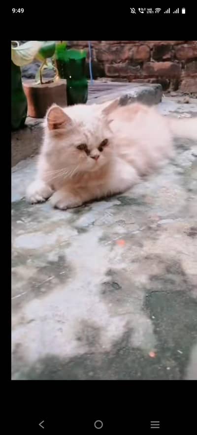 Cat  for sale urgently