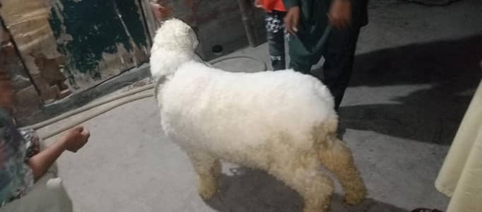 Bakra