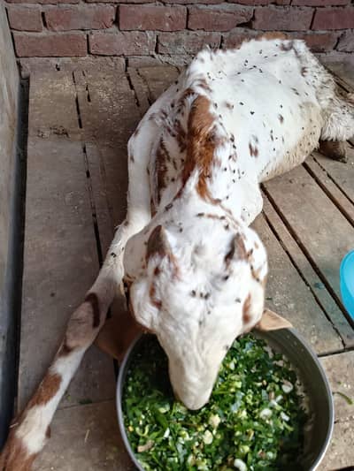 3.5 month ki gaban bakri Makhi chini Dasi bakriya 03295534870