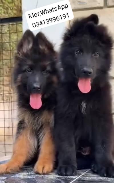 German Shepherd breed for sale mor WhatsApp0349/26/36/275