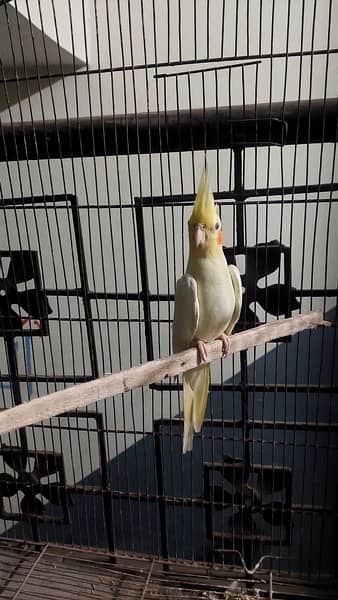 cocktail parrot male