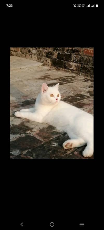 Cats for sale urgently