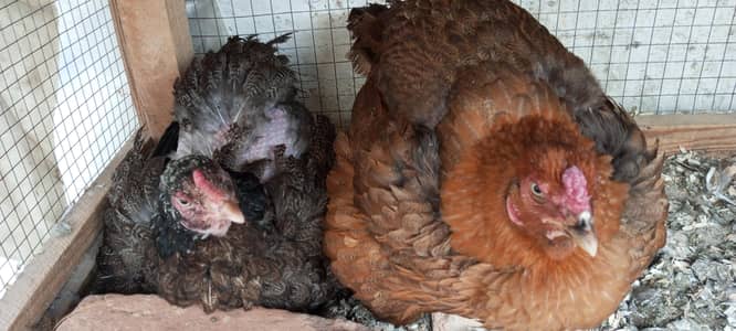 Kuruk hens for sale