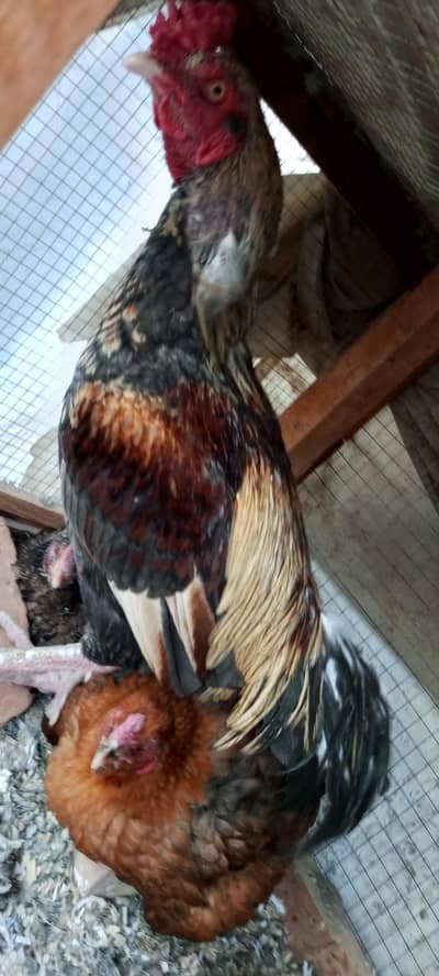 male for sale