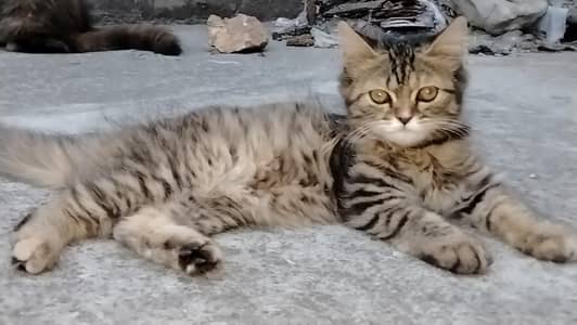 Siberian Persian mix cat