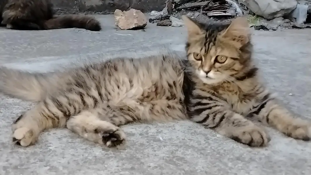 Siberian Persian mix cat — photo 2