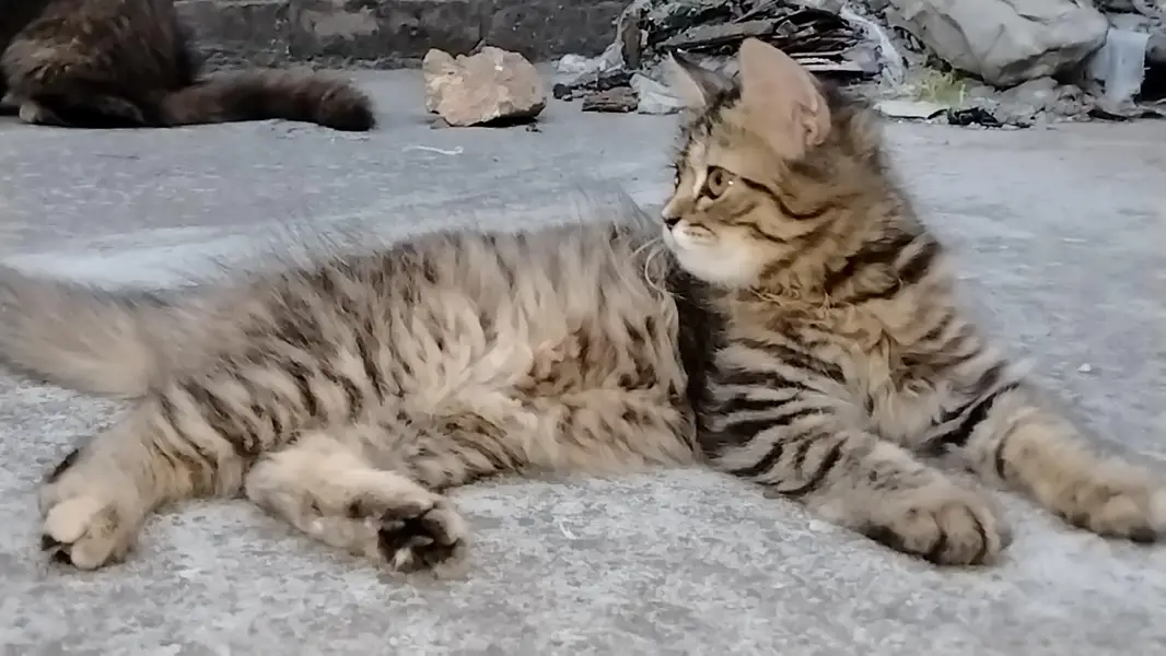 Siberian Persian mix cat — photo 3