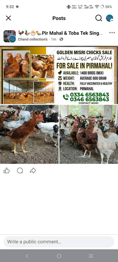 Golden Misri birds average weight 600g (1400 birds) price 1100kg