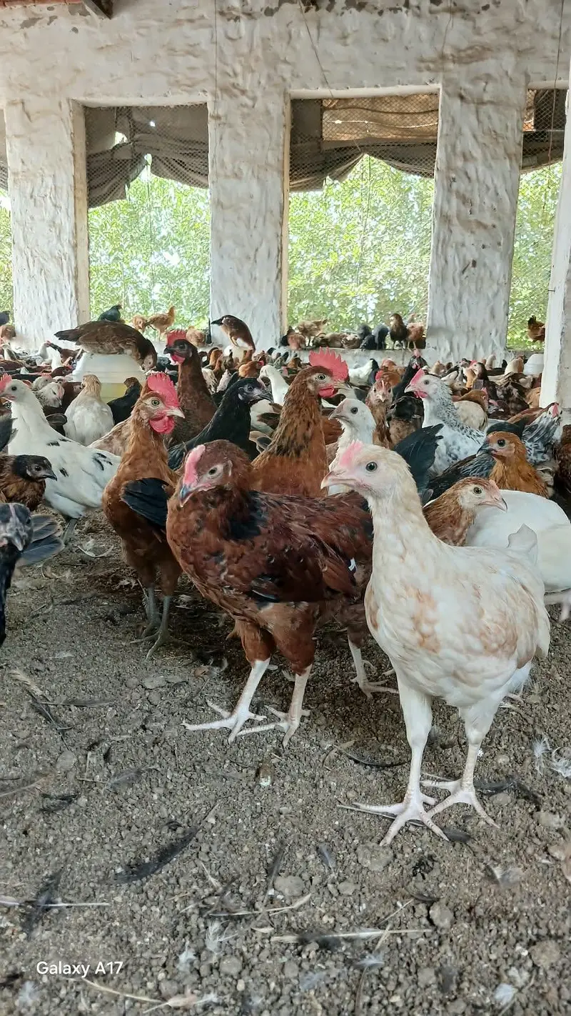 Golden Misri birds average weight 600g (1400 birds) price 1100kg — photo 2