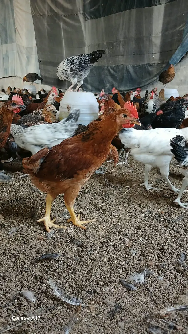 Golden Misri birds average weight 600g (1400 birds) price 1100kg — photo 3