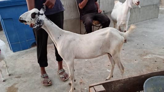 4 dath bakri hai 1month ma bacha Da di gi