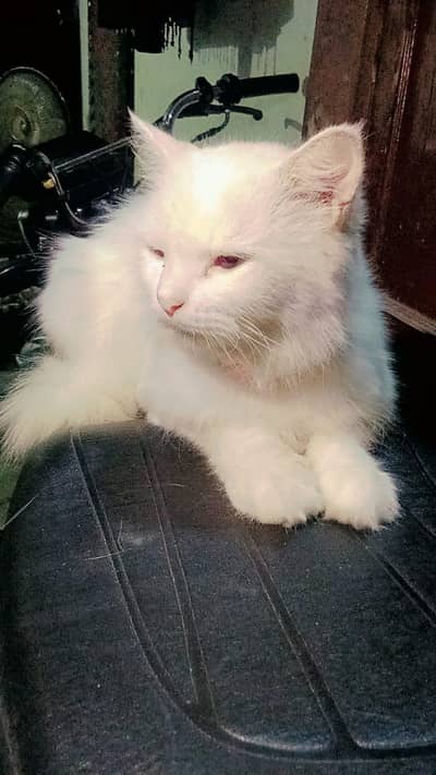 beautiful cat
