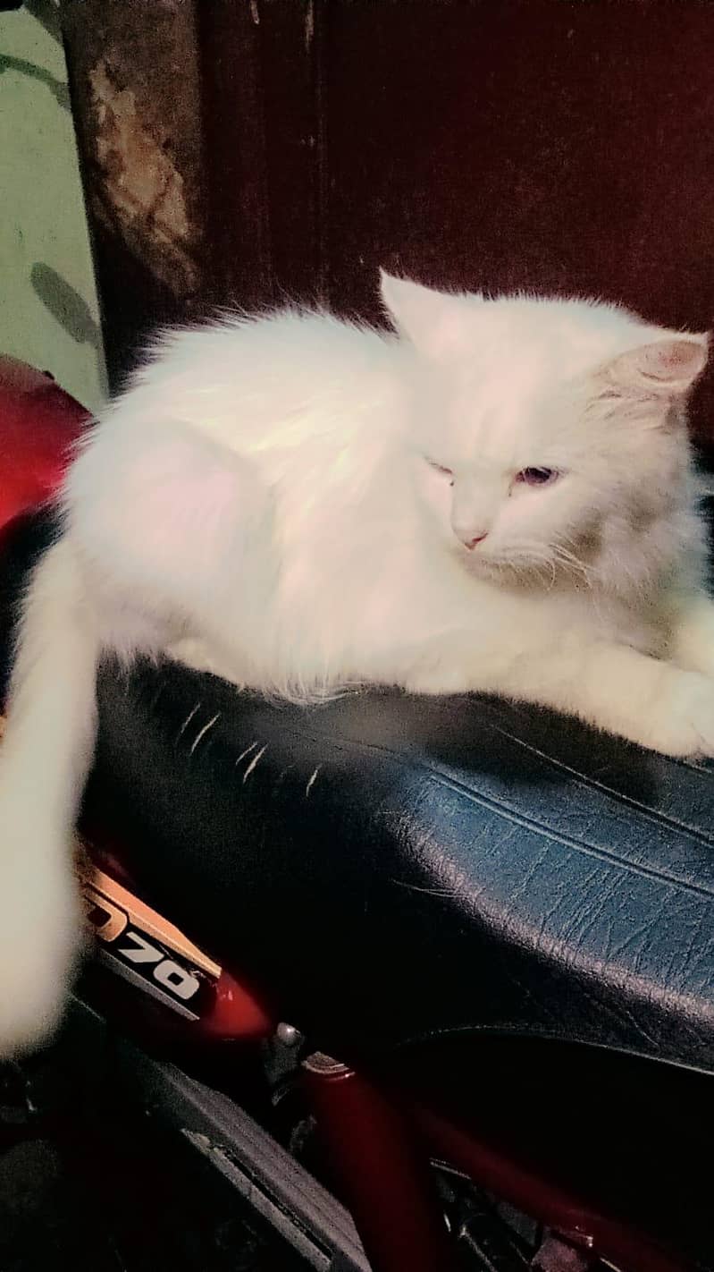 beautiful cat 1