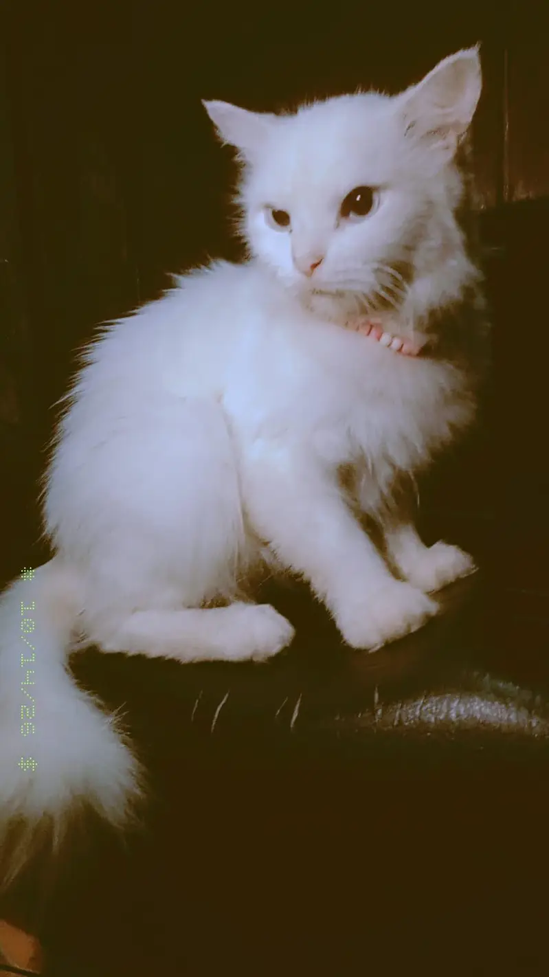 beautiful cat — photo 3