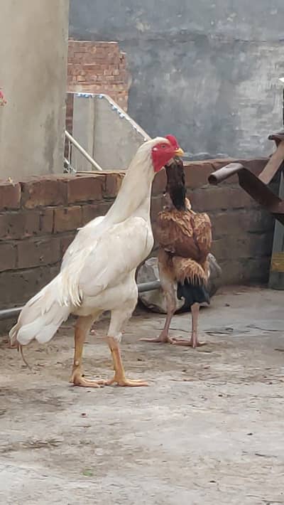 Heera Aseel long Highted Mazboot jor