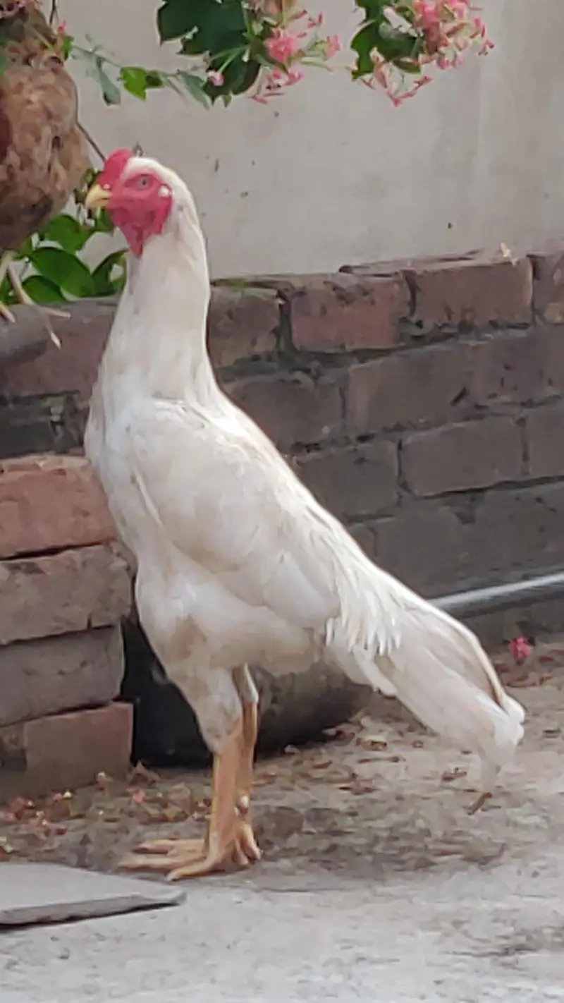 Heera Aseel long Highted Mazboot jor — photo 2