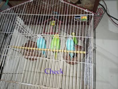Australian Parrots