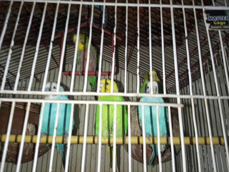 Australian Parrots 1