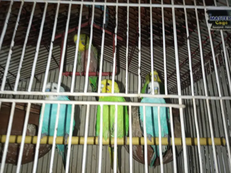 Australian Parrots — photo 2