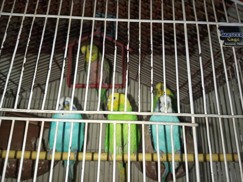 Australian Parrots 2