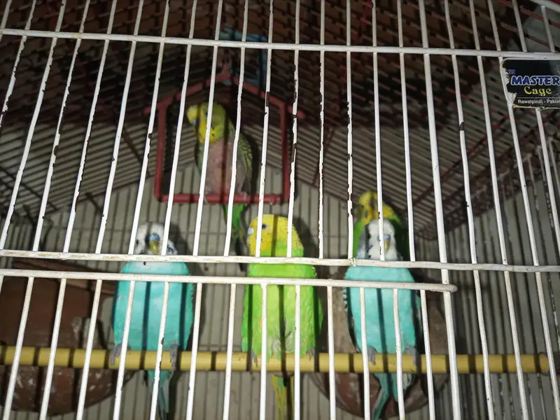Australian Parrots — photo 3