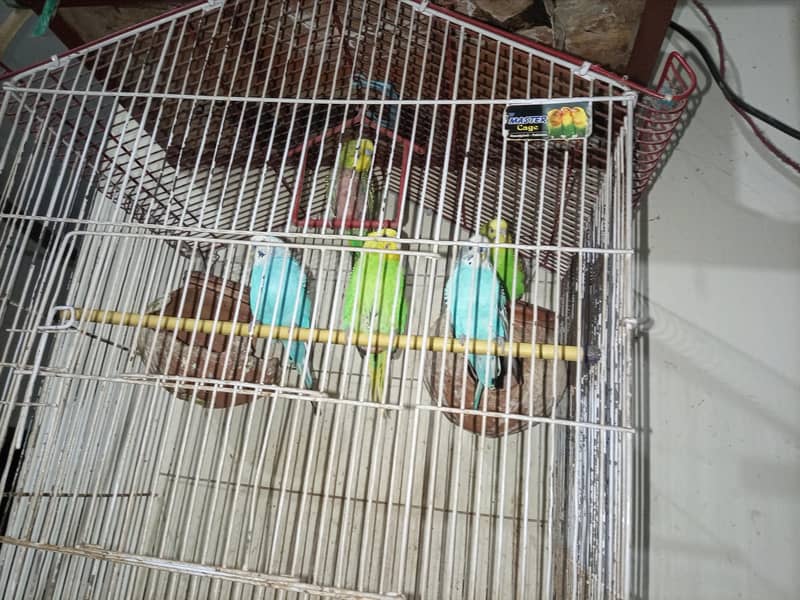 Australian Parrots 3