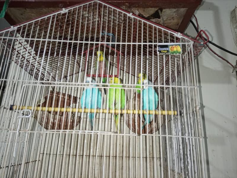 Australian Parrots 4