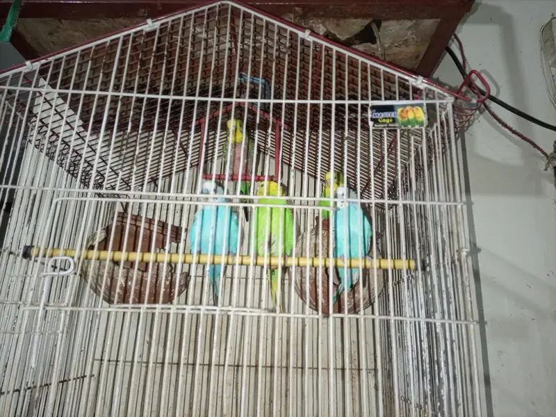 Australian Parrots — photo 5