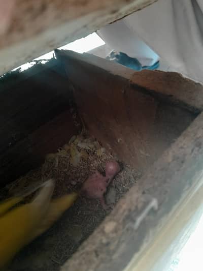 love birds pair for sale with 1 chick's and cage