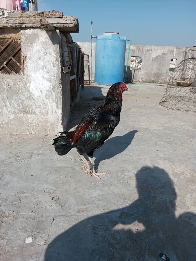 Aseel patha 1