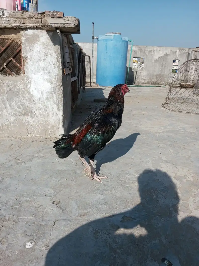Aseel patha — photo 2