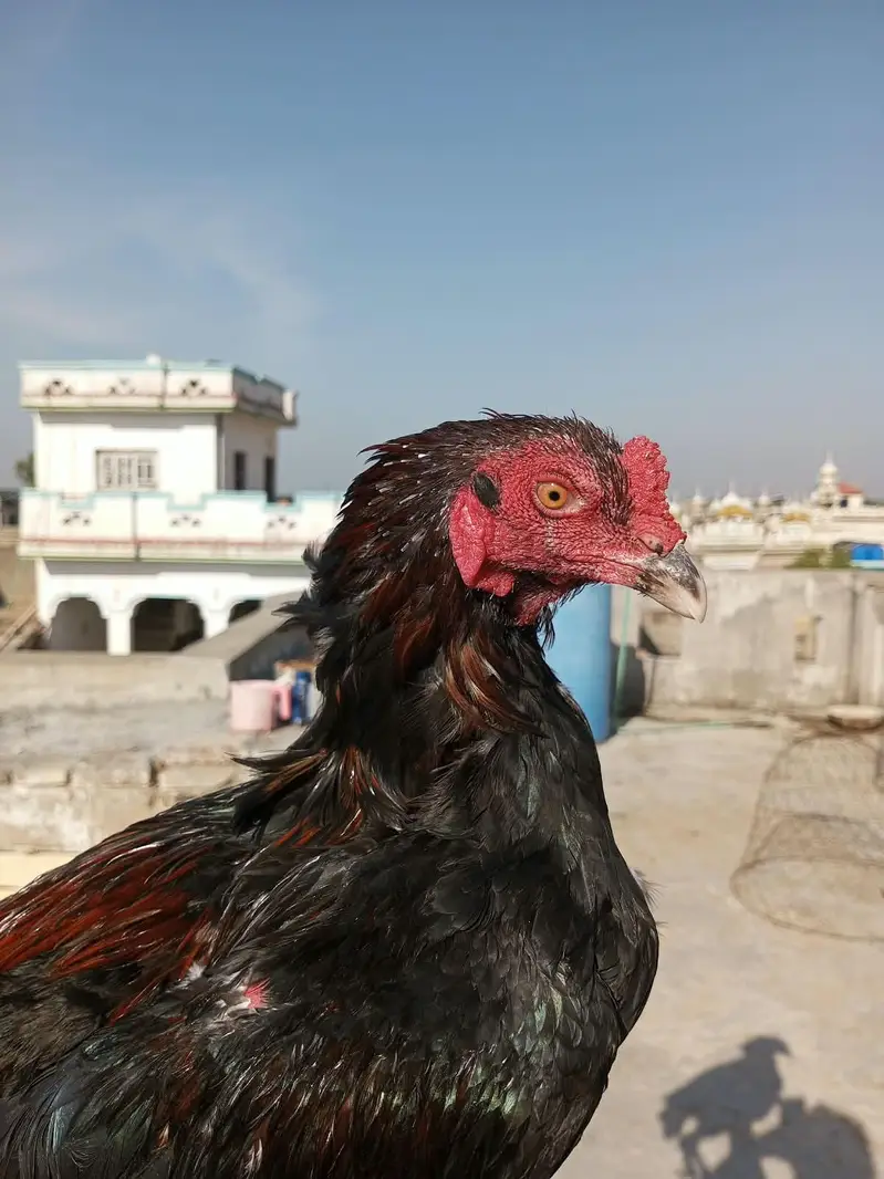 Aseel patha — photo 3