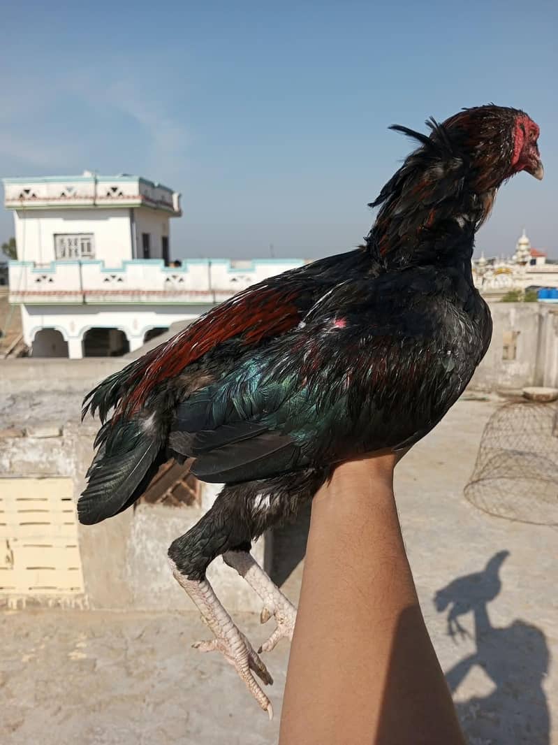 Aseel patha 3