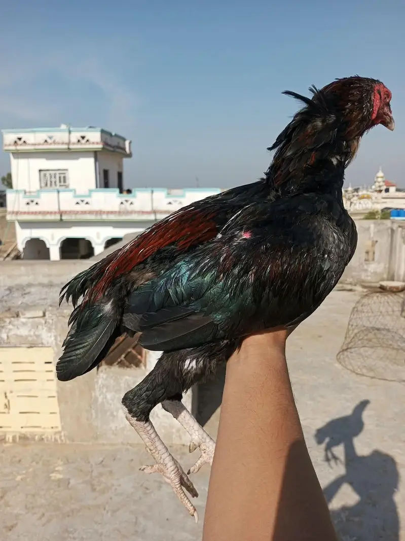 Aseel patha — photo 4