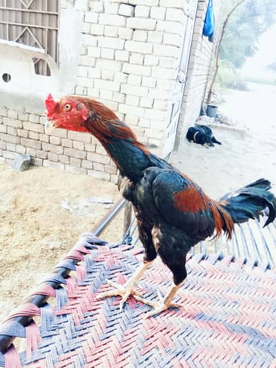 aseel waliti murga for sale 0318/0620977