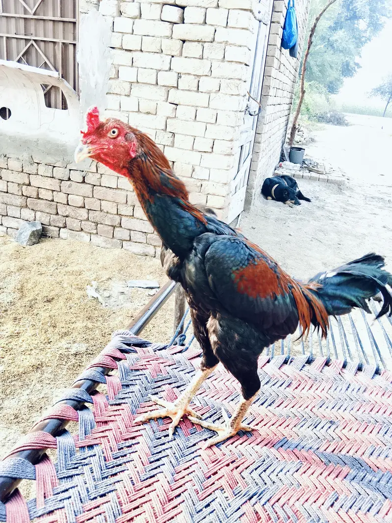 aseel waliti murga for sale 0318/0620977 — photo 2