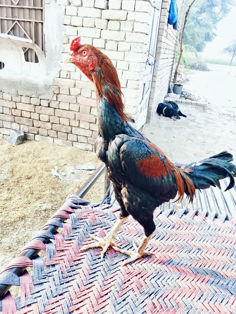 aseel waliti murga for sale 0318/0620977 — photo 3