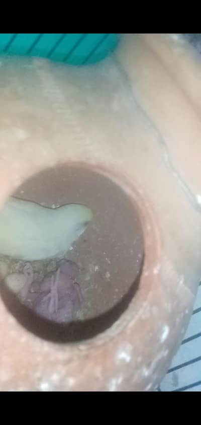 2 confirm Beriding pair