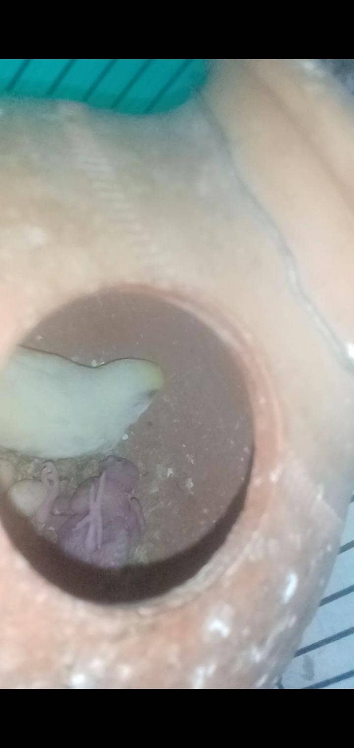 2 confirm Beriding pair 0