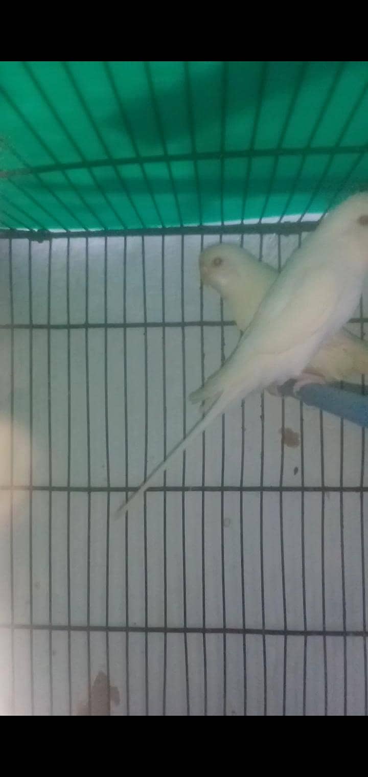 2 confirm Beriding pair 2
