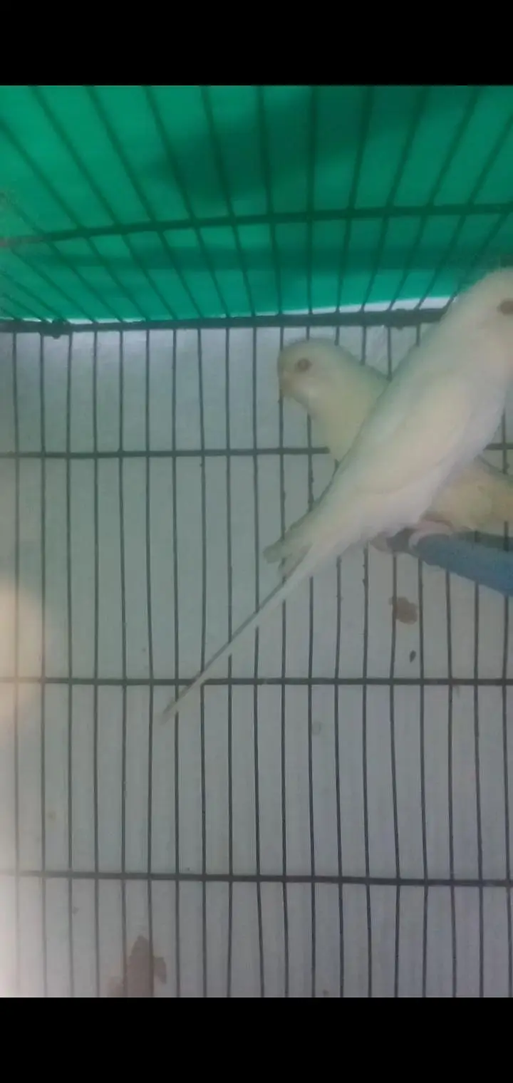 2 confirm Beriding pair — photo 3