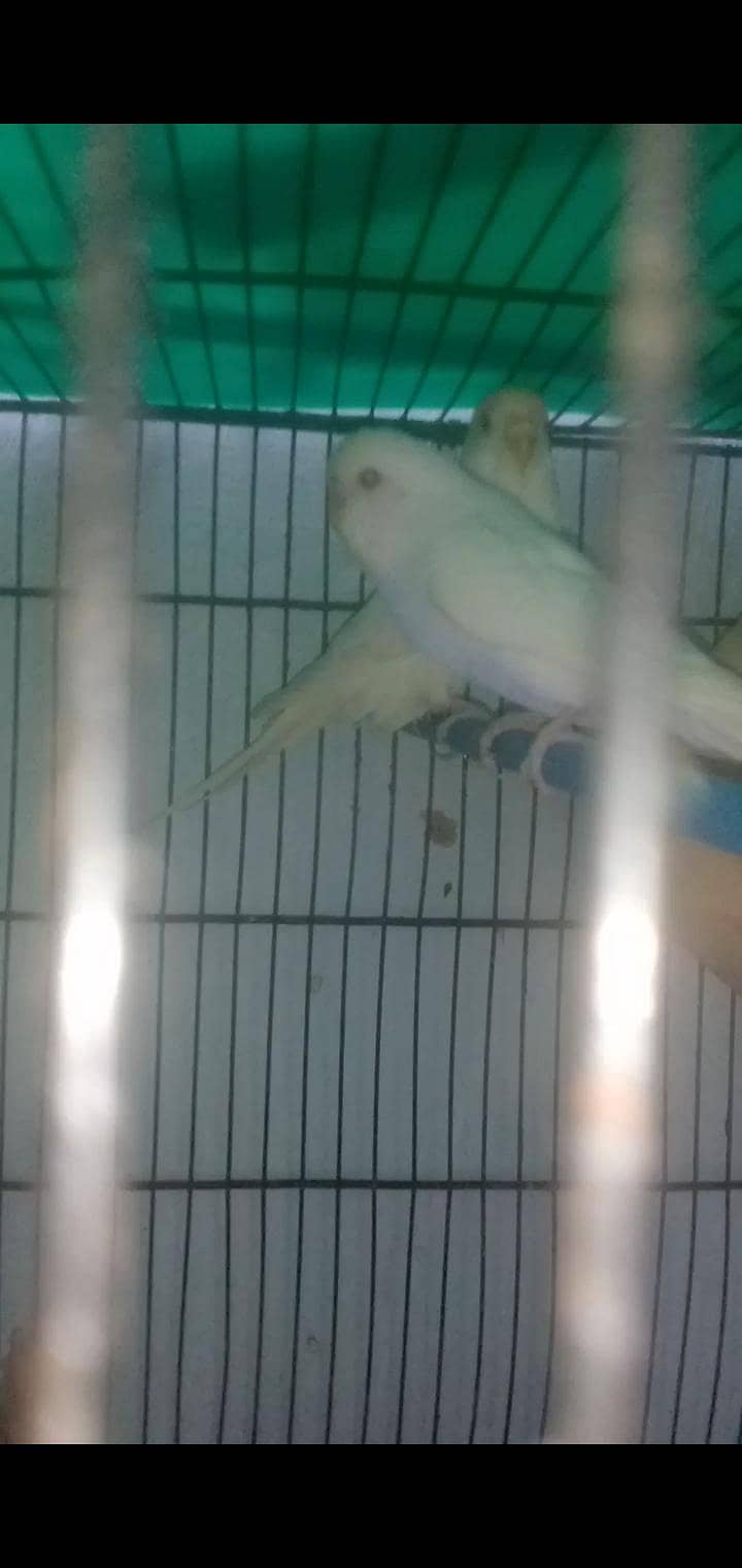 2 confirm Beriding pair 3