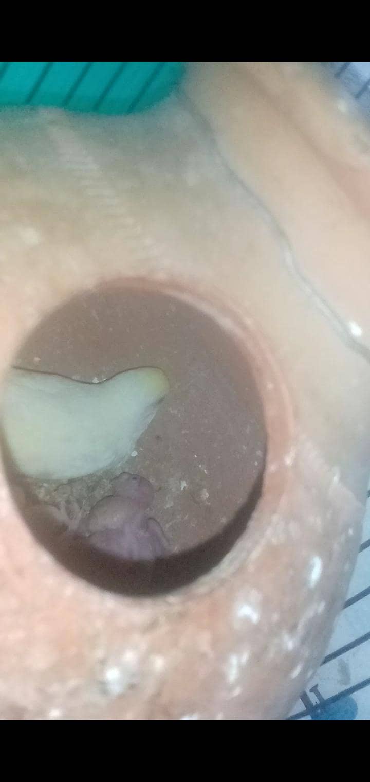 2 confirm Beriding pair 5