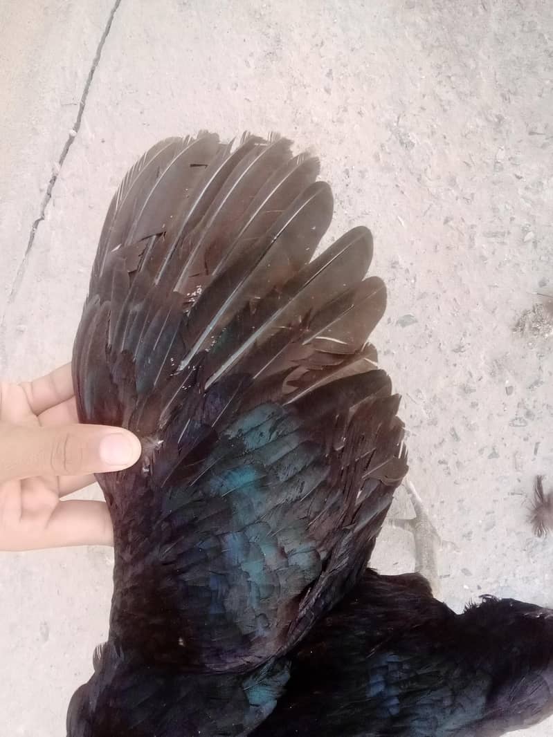 ful brid 6