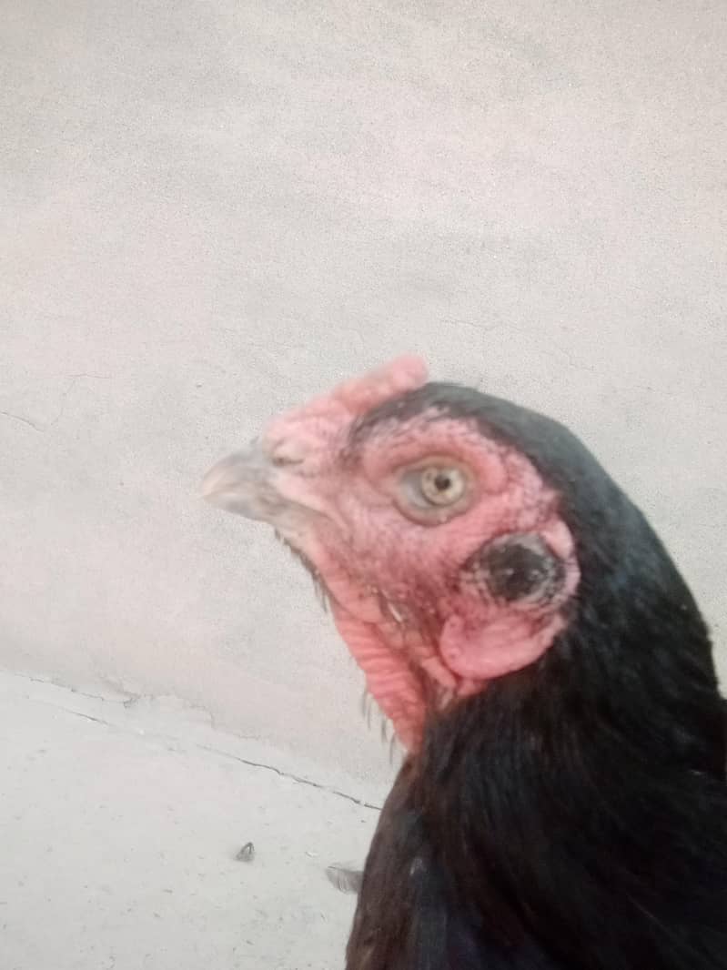 ful brid 7