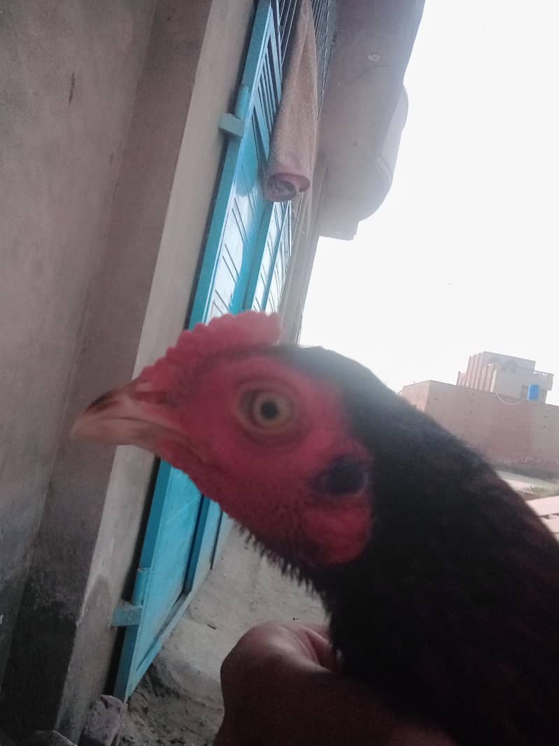 ful brid 9