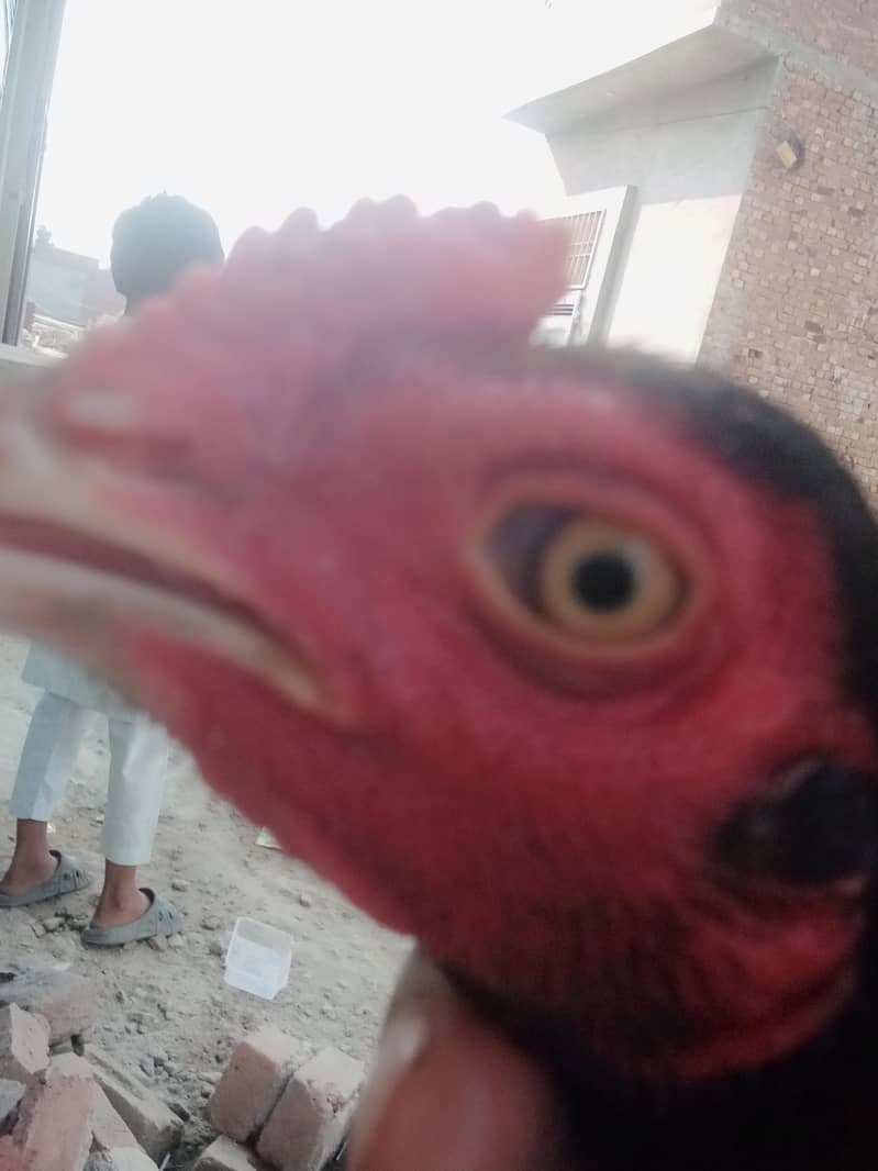 ful brid 10