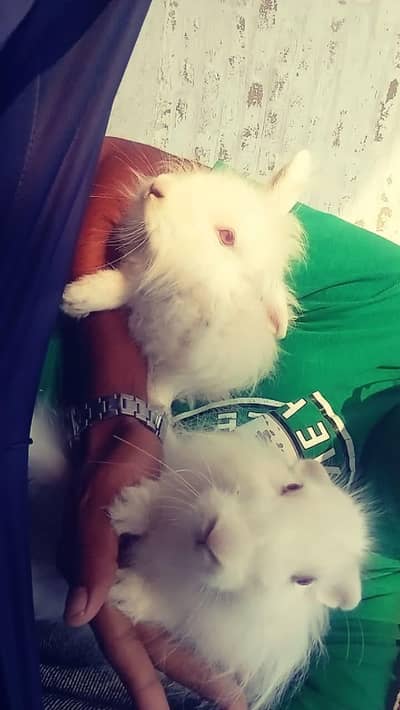 Pure White Angora Rabbits Pair for Sale / Heavy Fur & Healthy